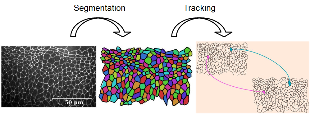 Cell tracking